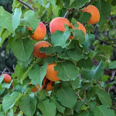 Casale Mon Rahal Hytte San Giuseppe Jato