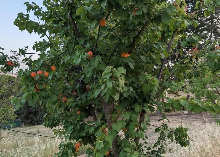 אכסניה Casale Mon Rahal