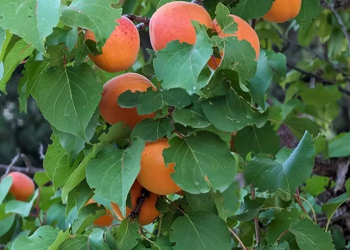 Casale Mon Rahal אכסניה San Giuseppe Jato